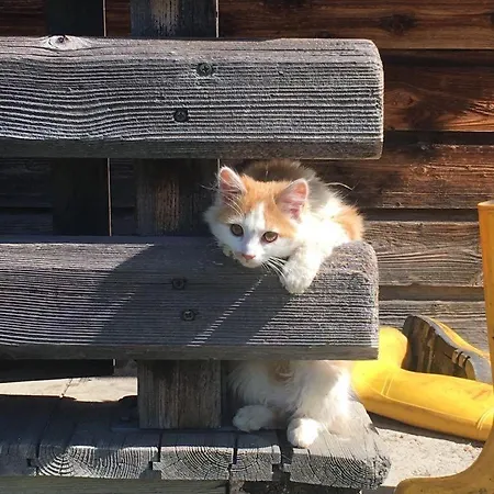 Willms Am Gaisberg * Kirchberg in Tirol