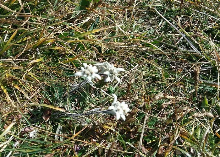 Willms Am Gaisberg דירה קירשברג אין טירול