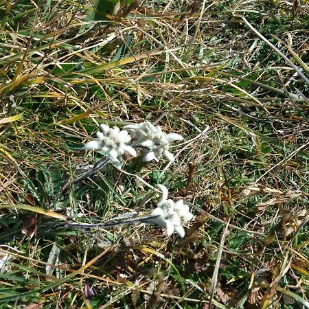 Willms Am Gaisberg Apartament Kirchberg in Tirol