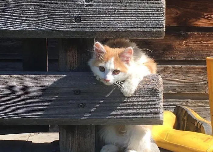 Willms Am Gaisberg * Kirchberg in Tirol